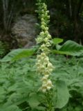 Digitalis lutea